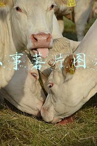 乐事薯片图片
