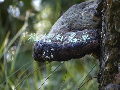 微信白名单