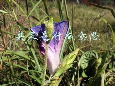 奥莱是什么意思