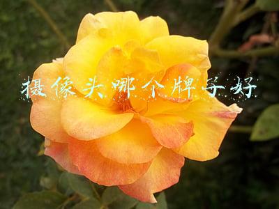 摄像头哪个牌子好
