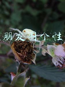 微信朋友圈个性签名