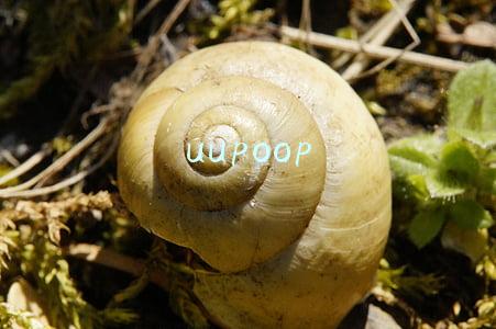 uupoop
