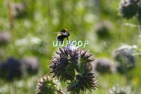 uupoop