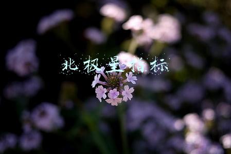 北极星指标
