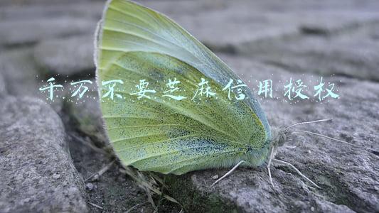 千万不要芝麻信用授权