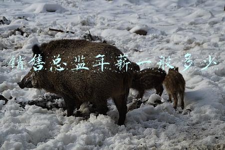 销售总监年薪一般多少