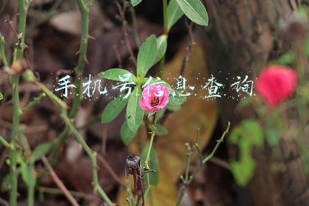手机号信息查询