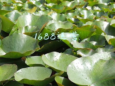 1688运营
