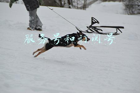 服务号和订阅号