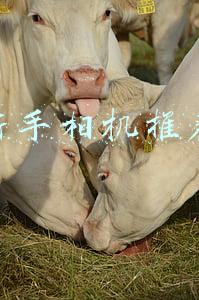 新手相机推荐