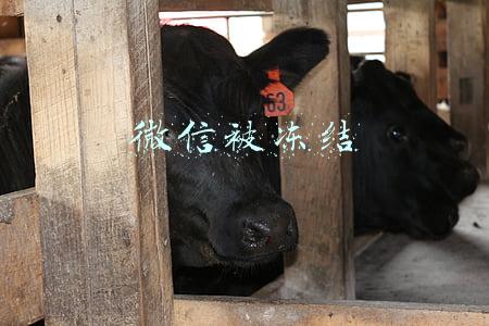 微信被冻结
