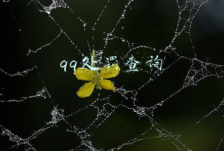 qq处罚查询