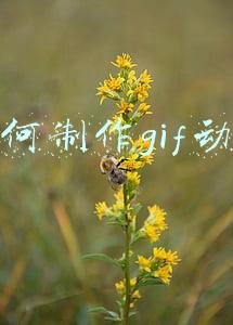 如何制作gif动图