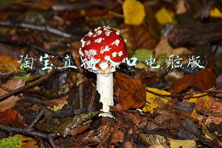淘宝直播入口电脑版