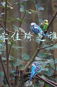 李佳琦是谁