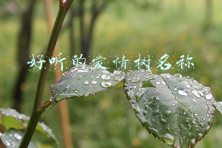 好听的爱情树名称