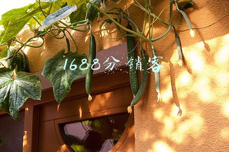 1688分销客佣金怎么结算(1688X计划帮您玩转社交电商)