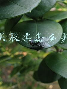 买股票怎么买