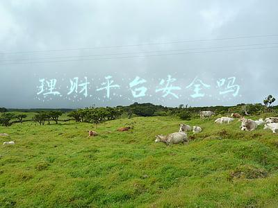 理财平台安全吗