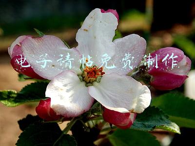 电子请帖免费制作小程序(婚庆小程序开发解决方案)