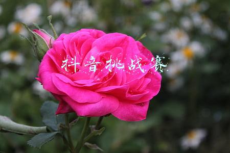 抖音挑战赛