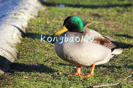 kongbao100