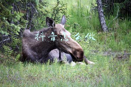 抖音怎么做