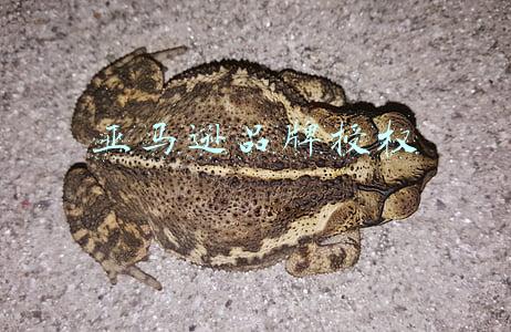 亚马逊品牌授权