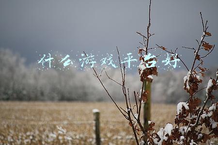 什么游戏平台好