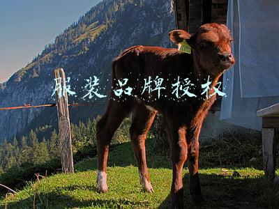 服装品牌授权