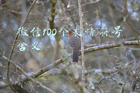 微信100个表情符号含义
