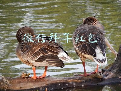 微信拜年红包