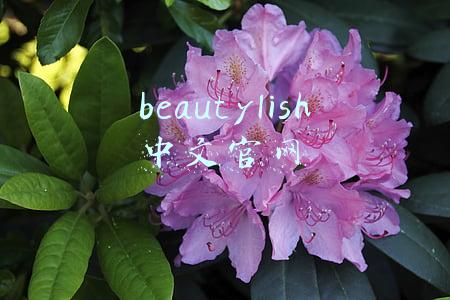 beautylish中文官网