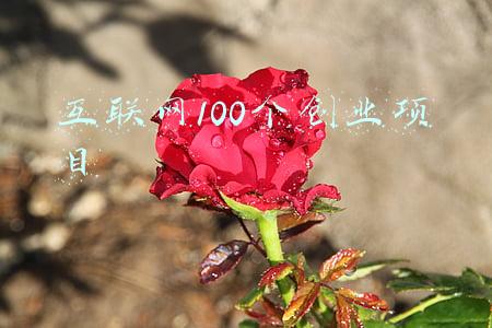 互联网100个创业项目PPT(大气！互联网行业年终总结暨新年计划PPT模板，建议收藏)