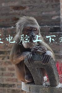 怎么在电脑上下载钉钉