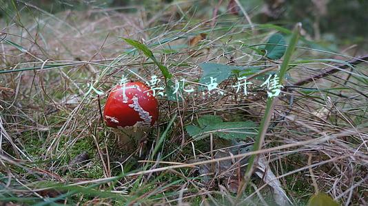 火车票几点开售时间(元旦火车票明起开售)
