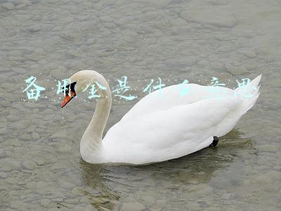 备用金是什么意思
