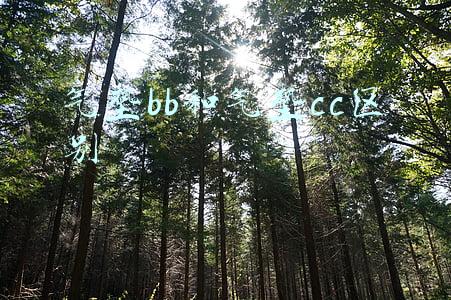 气垫bb和气垫cc区别