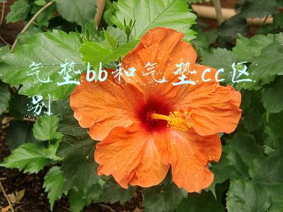 气垫bb和气垫cc区别