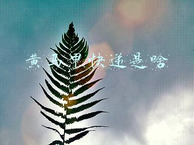 黄马甲快递是啥