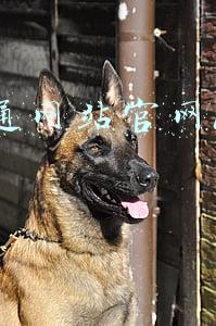 交通网站官网12123验车预约(成都暂停交管业务期间，年审、违法处理咋办？15个你最关心的问题解答来了)