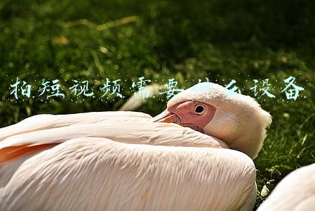 拍短视频需要什么设备