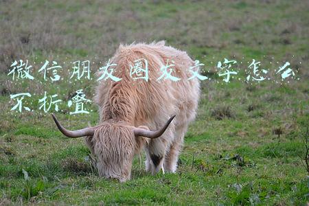 微信朋友圈发文字怎么不折叠