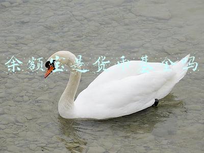 余额宝是货币基金吗