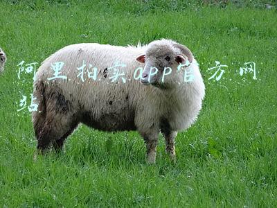 阿里拍卖app官方网站