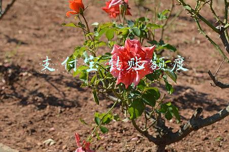 支付宝转账额度