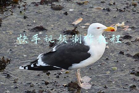 快手视频制作教程