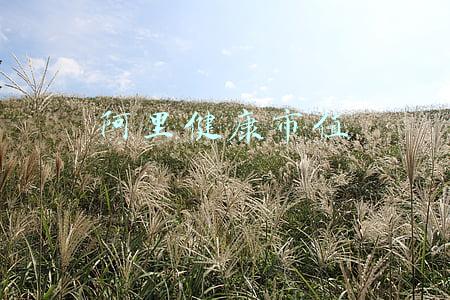 阿里健康市值