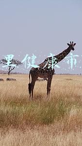 阿里健康市值