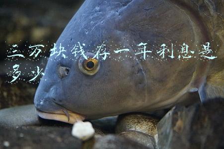 三万块钱存一年利息是多少